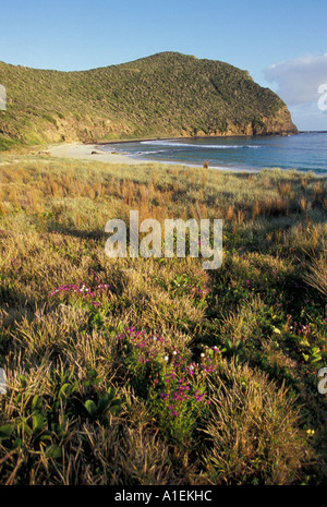 Ned s Beach L'Isola di Lord Howe NSW Australia Foto Stock