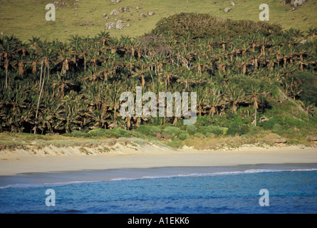 Ned s Beach L'Isola di Lord Howe NSW Australia Foto Stock