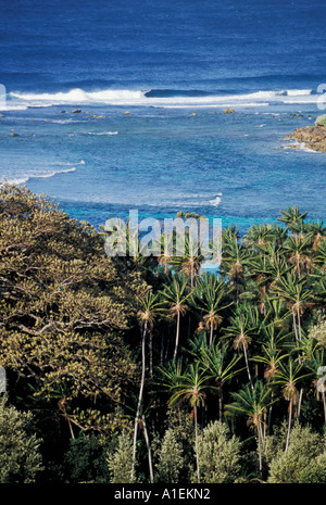 Ned s Beach L'Isola di Lord Howe NSW Australia Foto Stock