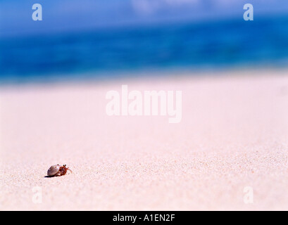 Eremita granchi sulla spiaggia Foto Stock