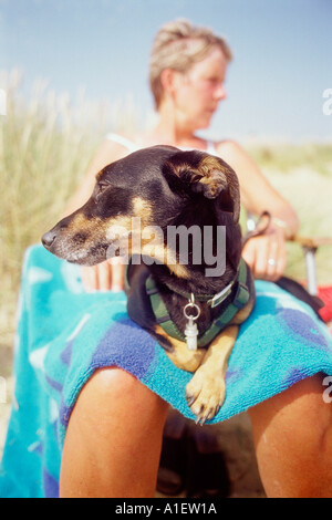 Cane che prende il sole Foto Stock