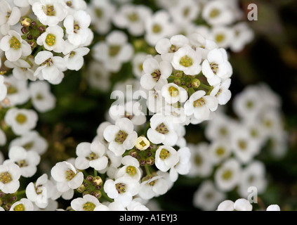 Sweet Alyssum Lobularia maritima Foto Stock