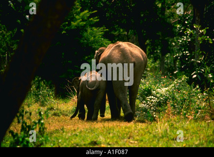 Teneramente amore materno che viene visualizzata da elefanti nel Santuario Medhumalai India Foto Stock