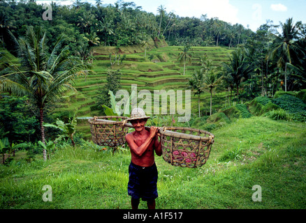 Un agricoltore su terrazze di riso nel centro di Bali Indoenisia con ceste sulle sue spalle Foto Stock