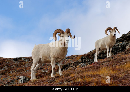 Dall ovini ovis dalli rams sul pendio di una collina durante i colori dell'autunno Mount Margaret Parco Nazionale di Denali interior Alaska Foto Stock