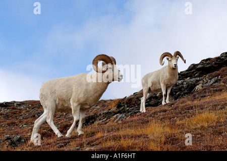 Dall ovini ovis dalli rams sul pendio di una collina durante i colori dell'autunno Mount Margaret Parco Nazionale di Denali interior Alaska Foto Stock