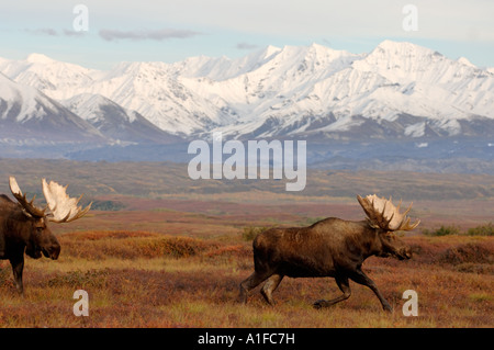 Moose Alces alces due tori in rut combattimenti durante la stagione di accoppiamento Parco Nazionale di Denali interior Alaska Foto Stock