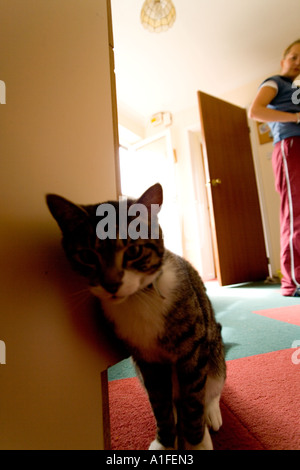 Un gatto attende di essere alimentati in cucina Foto Stock