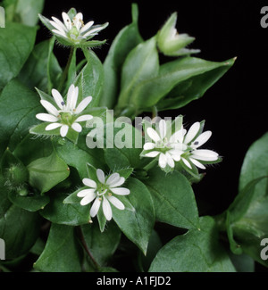 Chickweed in fiore Stellaria media Foto Stock