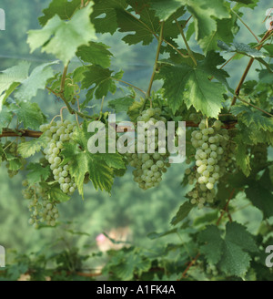 Close up maturo di uva verde che cresce su un vitigno in poli tunnel Kent Foto Stock