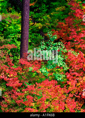 Vite acero in autunno a colori con la cicuta tree Willamette foresta nazionale di Oregon Foto Stock