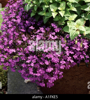Close up di Lobelia pianta Foto Stock