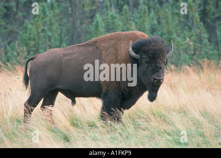 Il bufalo, Bison bison, bufalo selvatico in Alaska vicino a Fairbanks Foto Stock