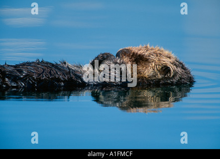 Lontra di mare dormire sul retro di Monterey Marina Foto Stock