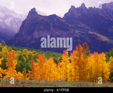 Aspen alberi in autunno a colori con nuvole temporalesche Uncompahgre Foresta Nazionale di Colorado Foto Stock