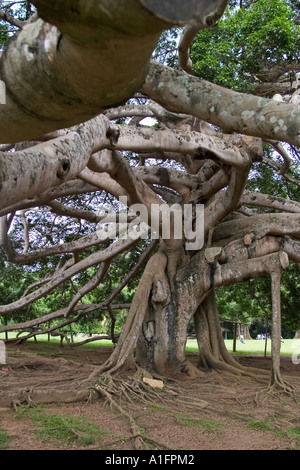 Giant Iavan fig tree. Peradeniya giardini botanici, Kandy, Sri Lanka Foto Stock