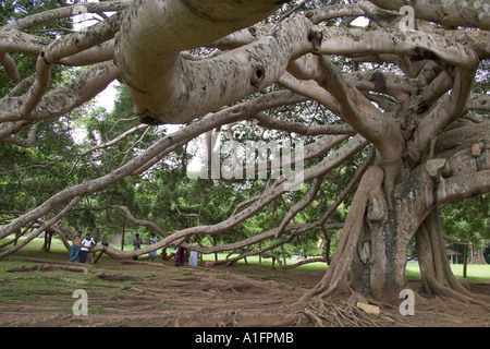 Giant Iavan fig tree. Peradeniya giardini botanici, Kandy, Sri Lanka Foto Stock