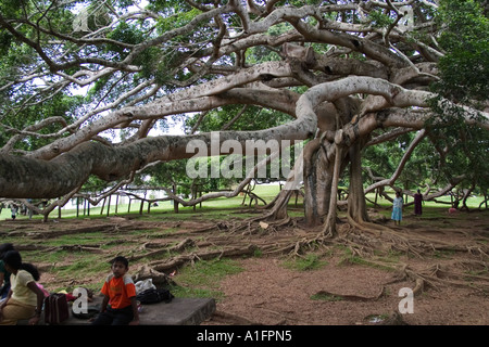 Giant Iavan fig tree. Peradeniya giardini botanici, Kandy, Sri Lanka Foto Stock