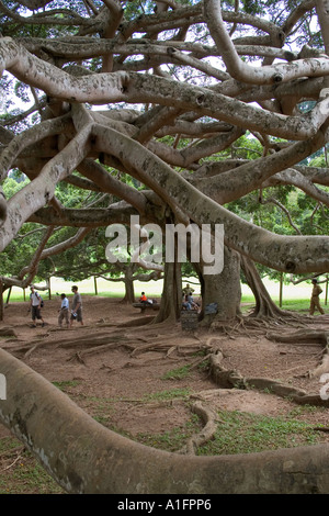 Giant Iavan fig tree. Peradeniya giardini botanici, Kandy, Sri Lanka Foto Stock