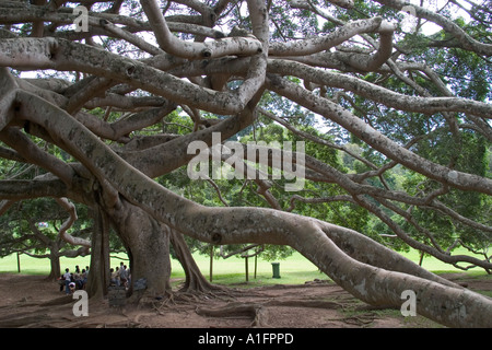 Giant Iavan fig tree. Peradeniya giardini botanici, Kandy, Sri Lanka Foto Stock