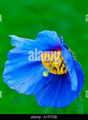 V00206M tiff Himalayan poppy meconopsis x sheldonii vicino Monroe o Foto Stock