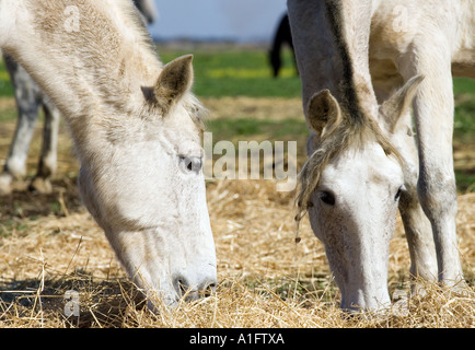 I cavalli bianchi di mangiare fieno in campagna, Spagna. Foto Stock