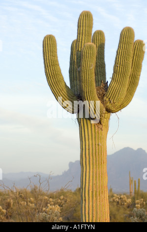 Grande gufo cornuto Bubo virginianus in un saguaro Carnegiea gigantea catcus nel deserto fuori Mesa Arizona Foto Stock