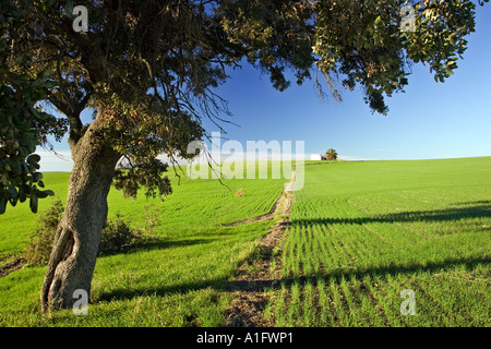 Paesaggio andaluso: campo di grano con lecci vicino a Montellano, provincia di Siviglia Foto Stock