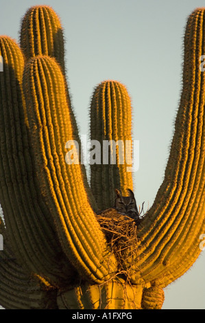 Grande gufo cornuto Bubo virginianus in un saguaro Carnegiea gigantea catcus nel deserto fuori Mesa Arizona Foto Stock