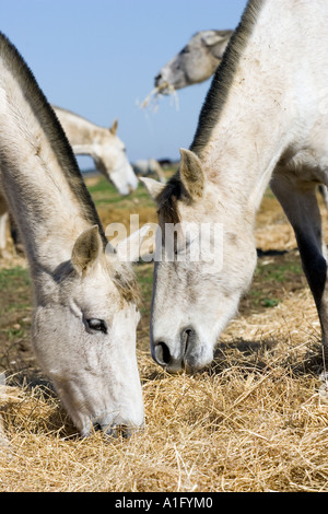 I cavalli bianchi di mangiare il fieno, Spagna Foto Stock