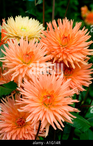 Un gruppo di vibranti fiori arancioni Dahlia fiorisce in un lussureggiante giardino estivo con petali appuntiti e foglie verdi. Foto Stock