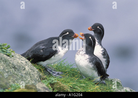 Auklets Parakkeet sulla sporgenza di roccia St George Island AK Foto Stock