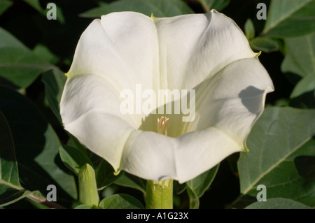 Fiore bianco close up di Angelo s tromba Solanaceae Datura innoxia, Europa America Foto Stock