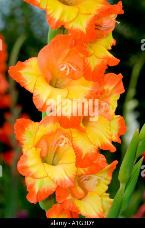 Vivace primo piano di fiori gialli arancioni di gladiolus che fioriscono su un alto gambo in un giardino estivo con un morbido sfondo verde sfocato. Foto Stock