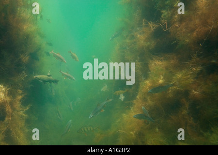 Tinca, VIMBA, pesce persico e triotto nel loro ambiente naturale. Tanches , vimbes, posatoi et gardons dans leur milieu naturel. Foto Stock