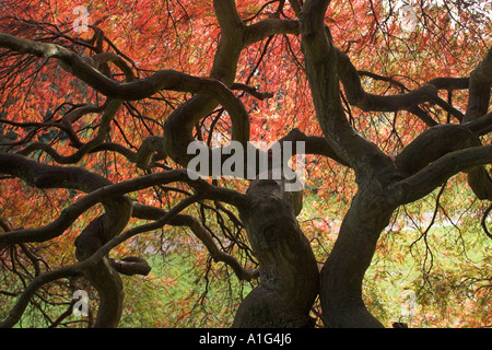 Acerpalmatum dissectum i rami ritorti di un giapponese vecchio acero Foto Stock