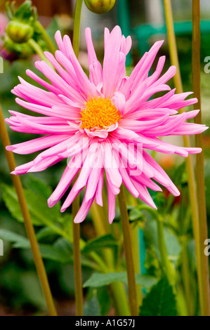 Vivace primo piano di un fiore giallo rosa di dahlia in piena fioritura, con petali dettagliati e un centro giallo luminoso sullo sfondo di un giardino verde. Foto Stock