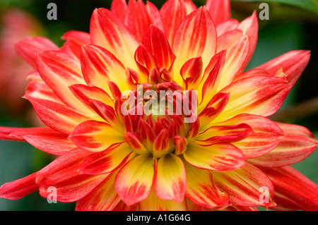 Fiore Dahlia Vuurvogel giallo e rosso vivace in primo piano, caratterizzato da dettagliati petali bicolore e sfondo naturale del giardino. Foto Stock