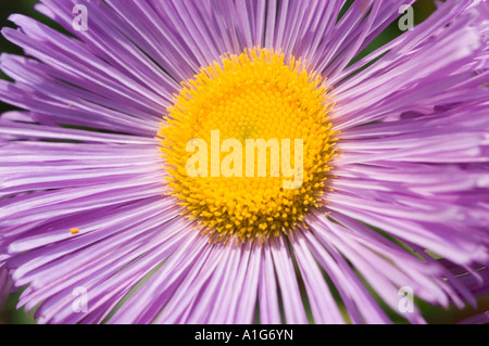 Macro shot di un fiore giallo e viola pallido Fleabane Asteraceae Erigeron var Elsie, che mette in risalto il centro vibrante e i delicati fiori di ray. Foto Stock
