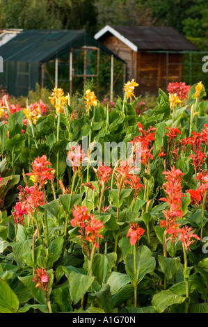 Vibranti fiori di Gladiolus rossi e gialli che fioriscono in un lussureggiante giardino con serra e capannone sullo sfondo. Foto Stock