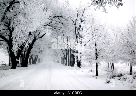 Prima neve con copertura di brina alberata in carreggiata, Nevada Foto Stock