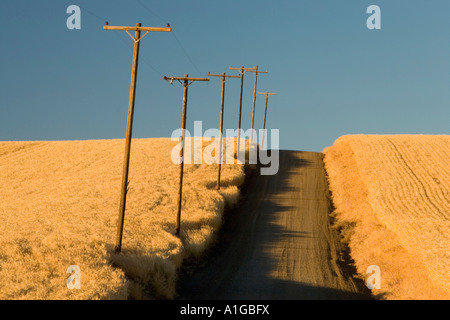 Poli di potenza lungo la strada di campagna, portando in salita e matura, campi di grano, Oregon Foto Stock