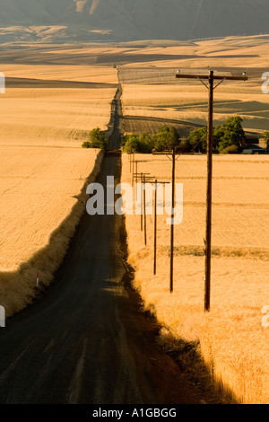 I poli di alimentazione che conduce in discesa lungo la strada di campagna, matura i campi di grano. Foto Stock