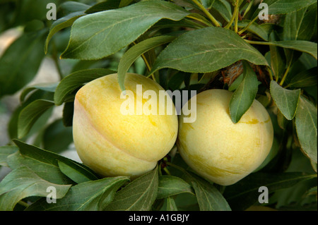 Le prugne " Hiro' varietà sul ramo, Foto Stock