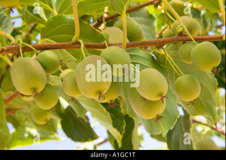 Hardi Kiwi sulla vite. Foto Stock