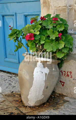 Un Geranio bush in una pentola di fronte ad una porta blu Tzfat Israele Foto Stock