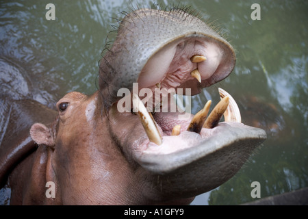 Ippopotamo Chiang Mai Zoo Thailandia Foto Stock