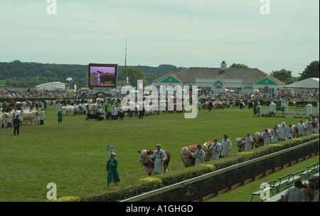 Grand Parade di bestiame al grande spettacolo dello Yorkshire Foto Stock