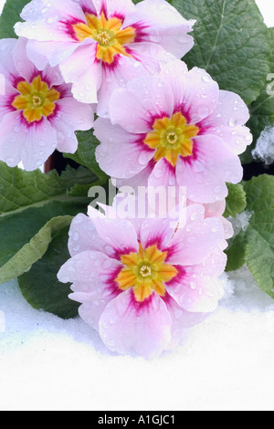 Primulaceae. Rosa grazioso primule sbirciando attraverso la neve. Foto Stock