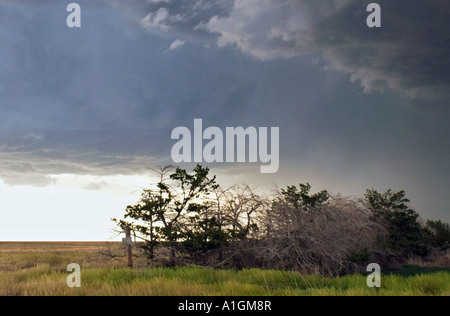 Nuvole temporalesche oltre il boschetto di alberi in campo Kansas USA Foto Stock